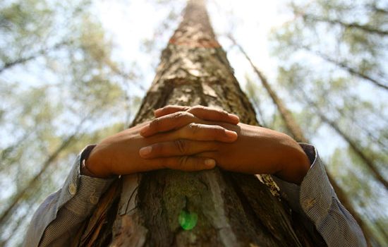 SILVOTERAPIA : ABBRACCIARE GLI ALBERI PER RITROVARE IL BENESSERE