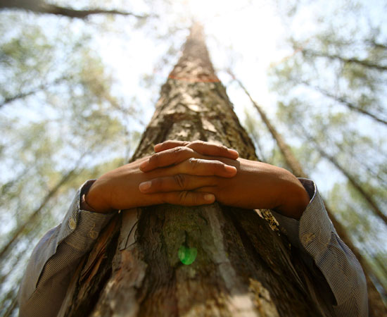 SILVOTERAPIA : ABBRACCIARE GLI ALBERI PER RITROVARE IL BENESSERE