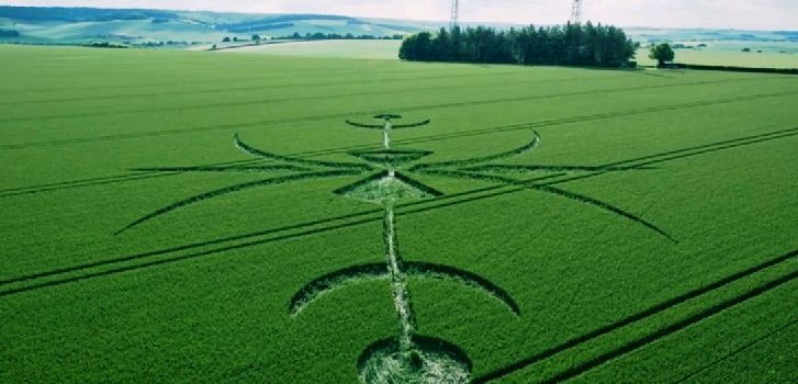 ATTENZIONE AI CERCHI NEL GRANO FALSI !