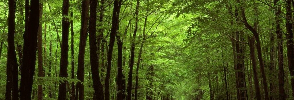 IMPARIAMO DAGLI ALBERI “SVETTIAMO VERSO L’ALTO”