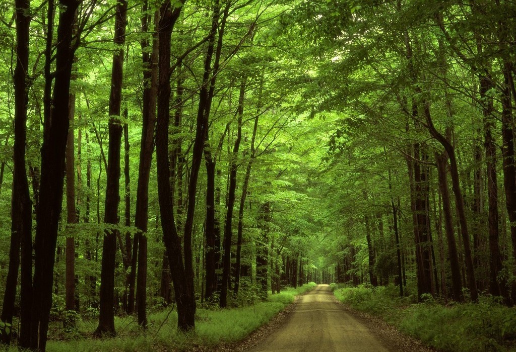 IMPARIAMO DAGLI ALBERI “SVETTIAMO VERSO L’ALTO”