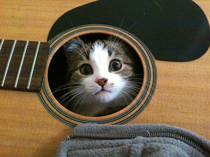 ANCHE I GATTI HANNO LA LORO MUSICA!!!