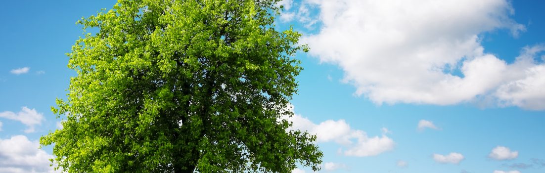 L’OROSCOPO CELTICO : QUALE ALBERO SEI???