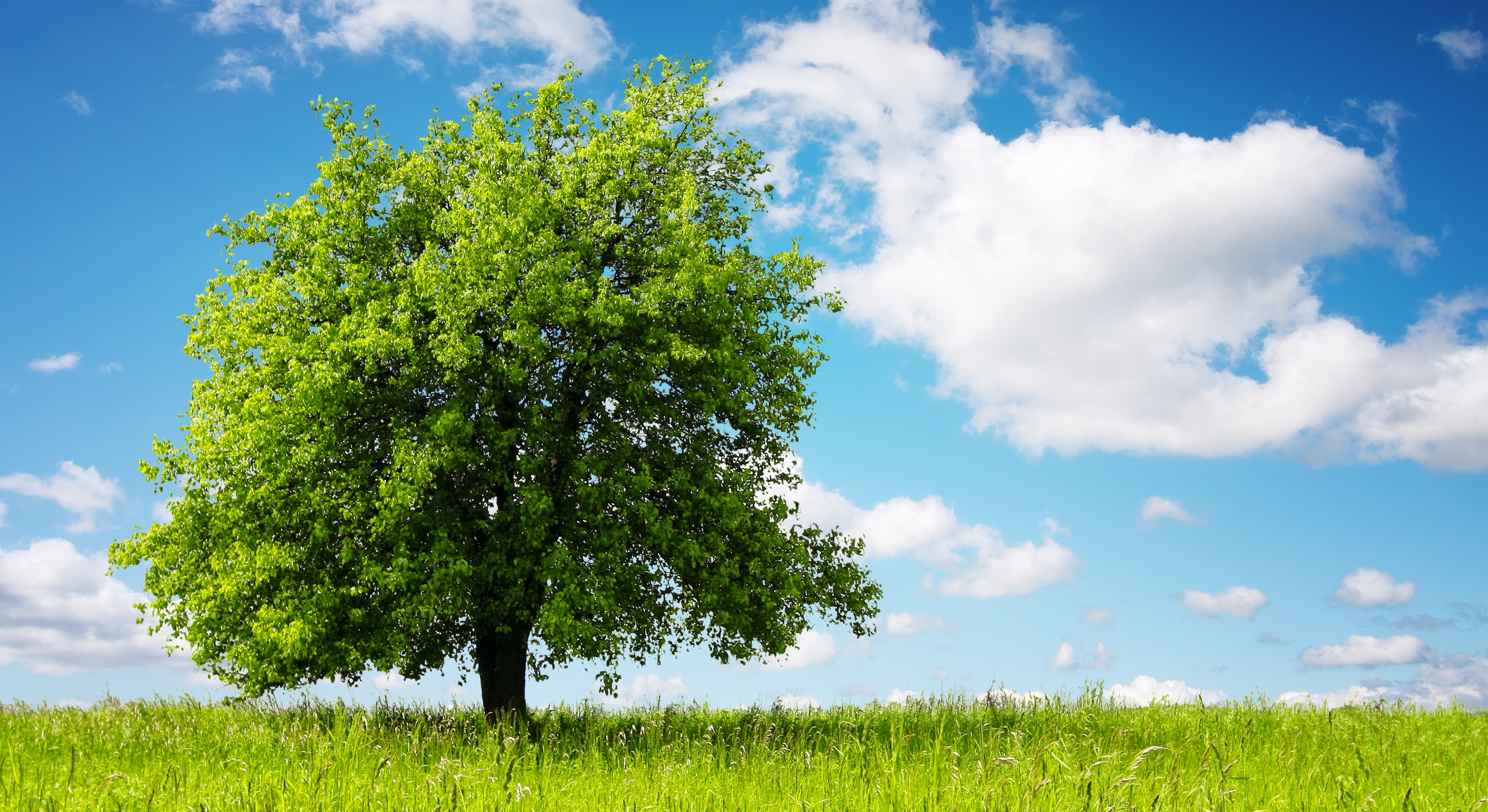 L’OROSCOPO CELTICO : QUALE ALBERO SEI???