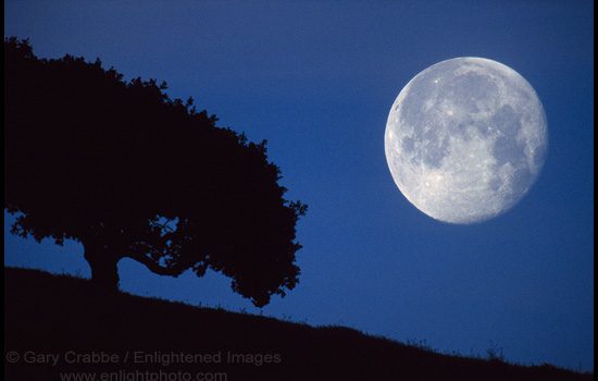 LA LUNA DELLA QUERCIA e IL RISVEGLIO DEL SEME NASCOSTO – 11 NOVEMBRE 2015