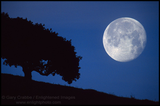 LA LUNA DELLA QUERCIA e IL RISVEGLIO DEL SEME NASCOSTO – 11 NOVEMBRE 2015