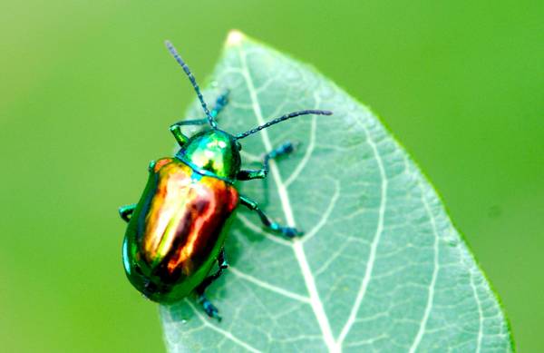 LE COINCIDENZE : LO SCARABEO DI JUNG