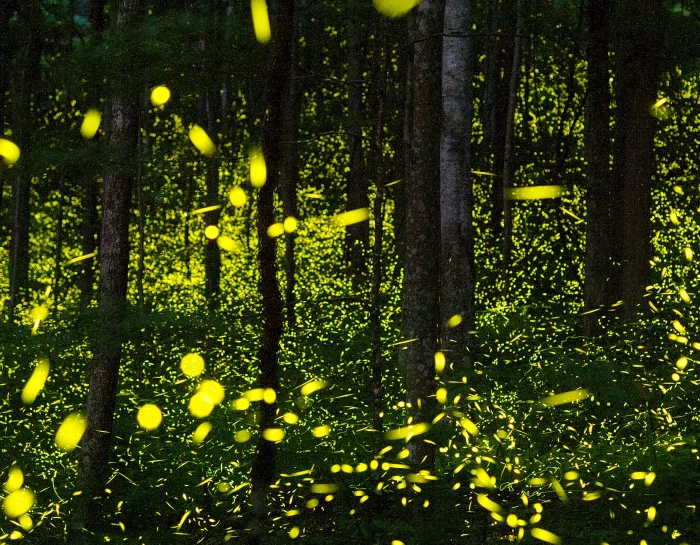 CHI SONO GLI INVISIBILI CUSTODI DELLA NATURA ? E COME POSSIAMO COMUNICARE CON LORO ?