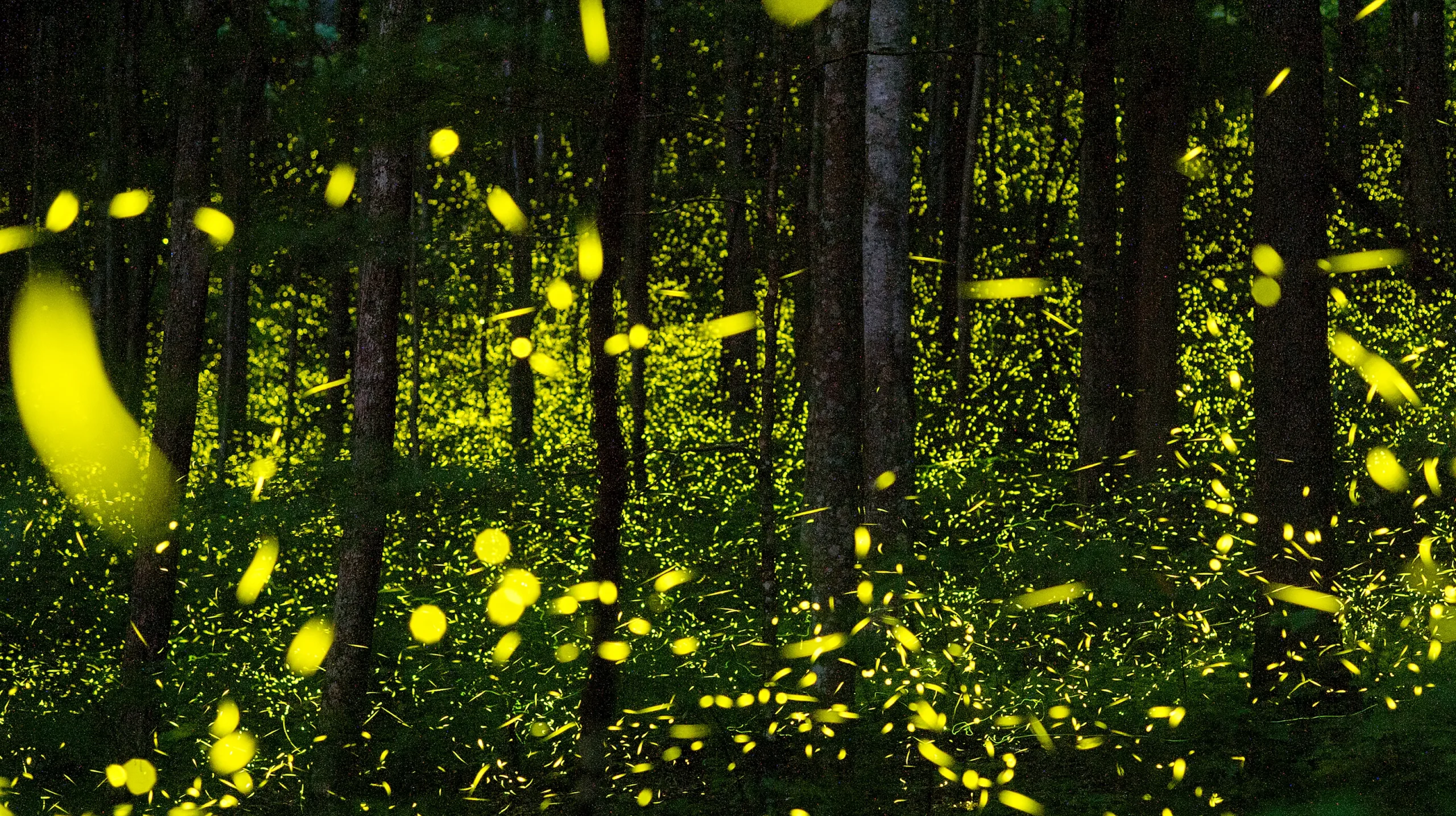 CHI SONO GLI INVISIBILI CUSTODI DELLA NATURA ? E COME POSSIAMO COMUNICARE CON LORO ?