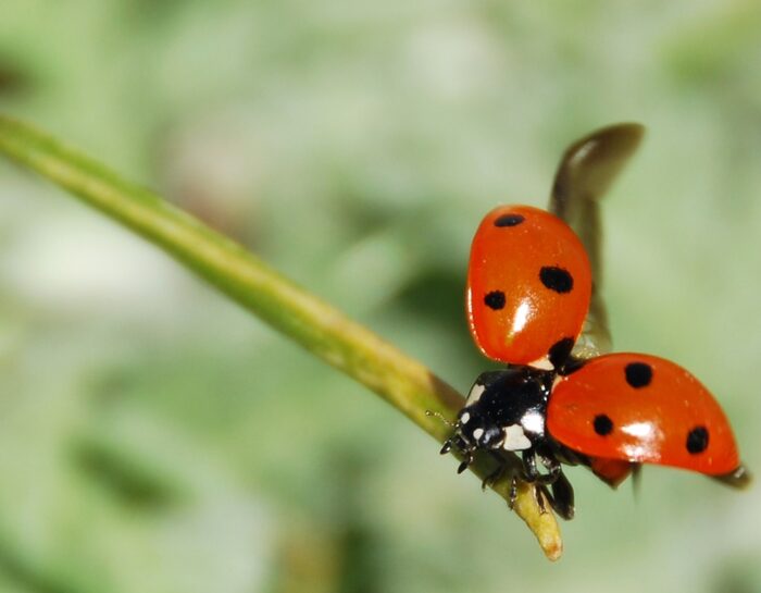 LA LEZIONE DELLA COCCINELLA