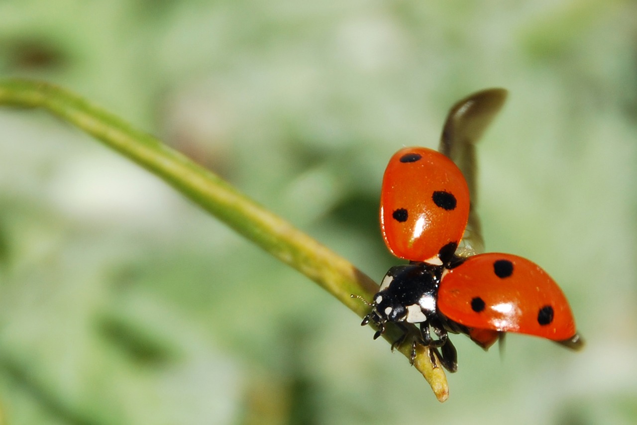 LA LEZIONE DELLA COCCINELLA